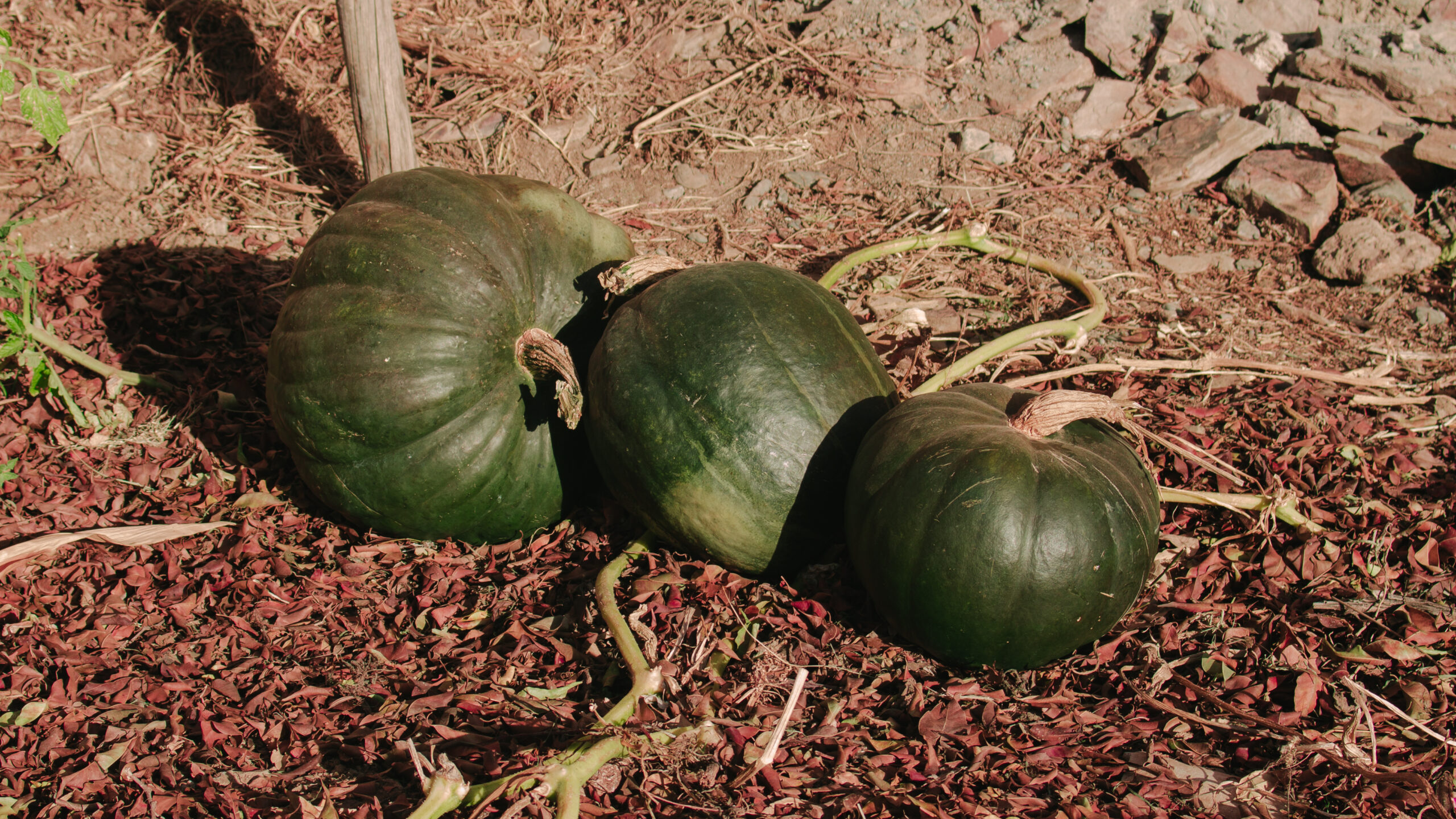 Bolivia 2